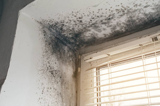 Affordable Basement Mold Removal solutions in Church Hill, TN