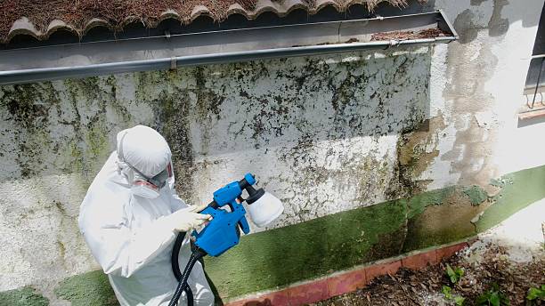 Top rated local Basement Mold Removal specialists in Church Hill, TN